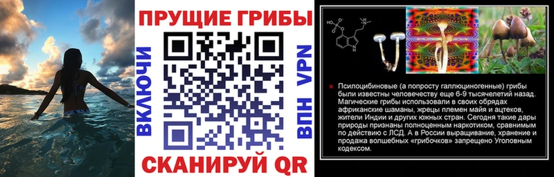 Купить  Мегион  Псилоцибиновые грибы Psilocybine cubensis 